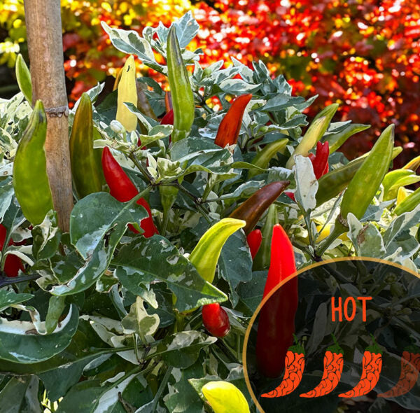 Hot peppers growing on a plant with a close-up inset showing 'HOT' text.