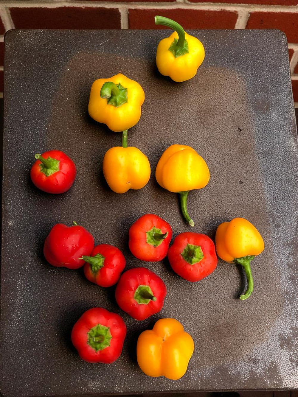 Multicolor Mini Bell Pepper