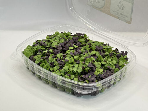 Mixed Basil (Stage 1)