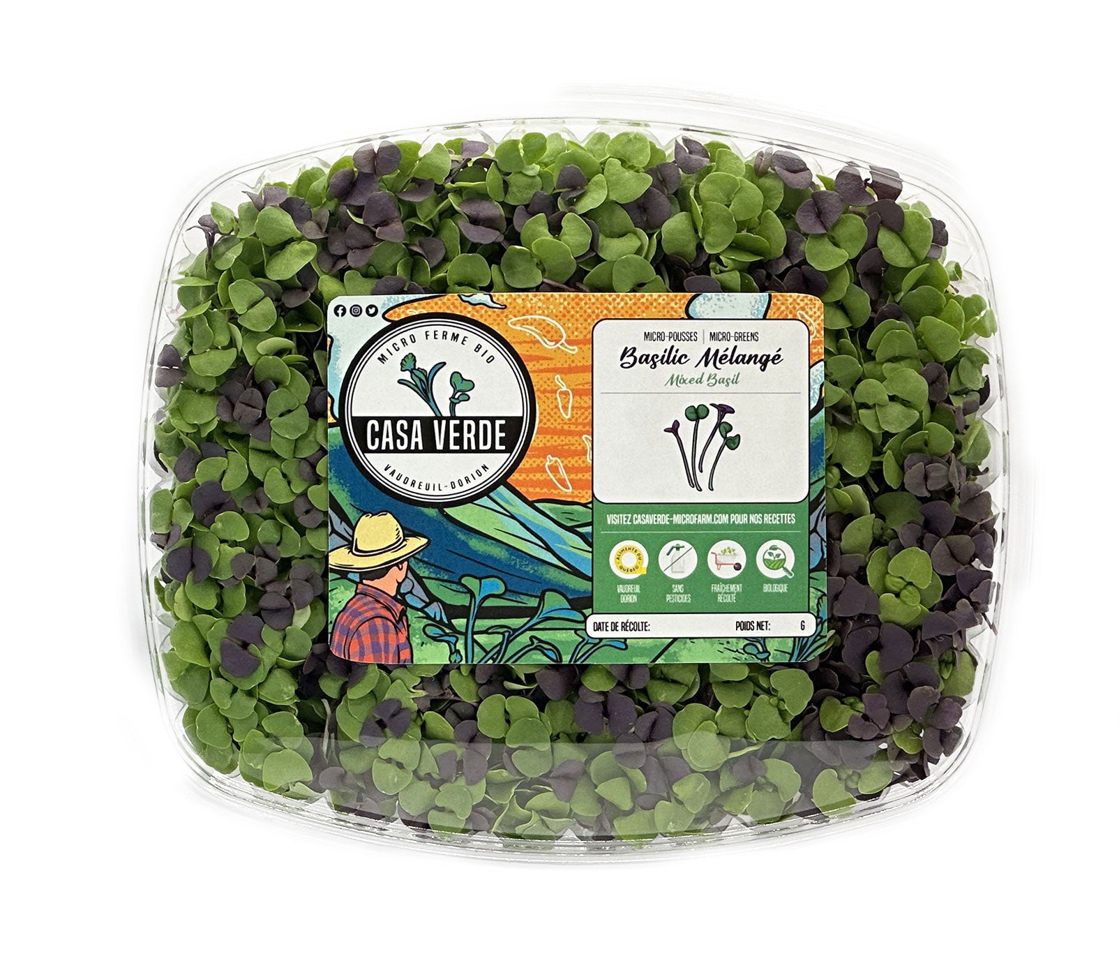 Mixed Basil (Stage 1)