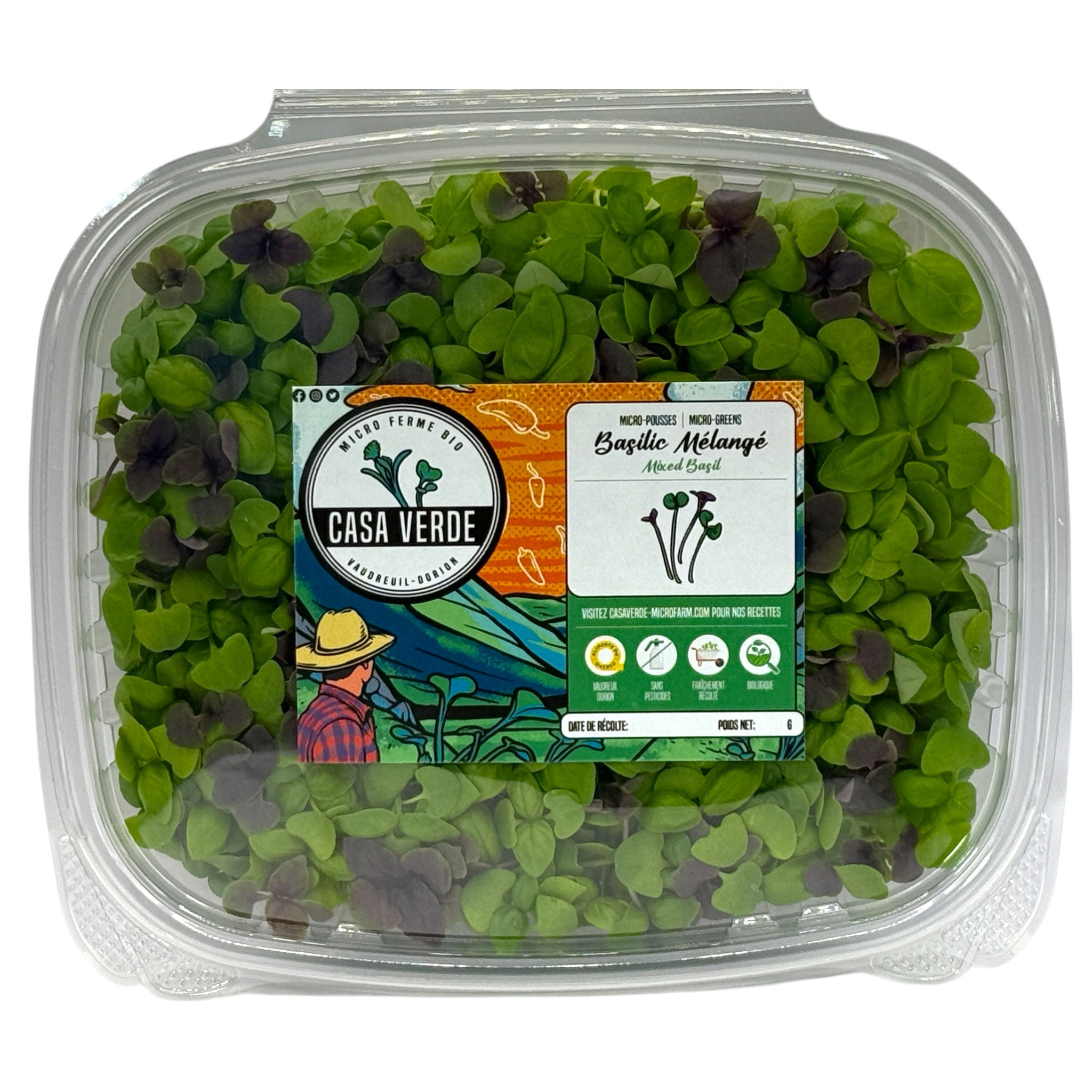 Mixed Basil (Stage 2)