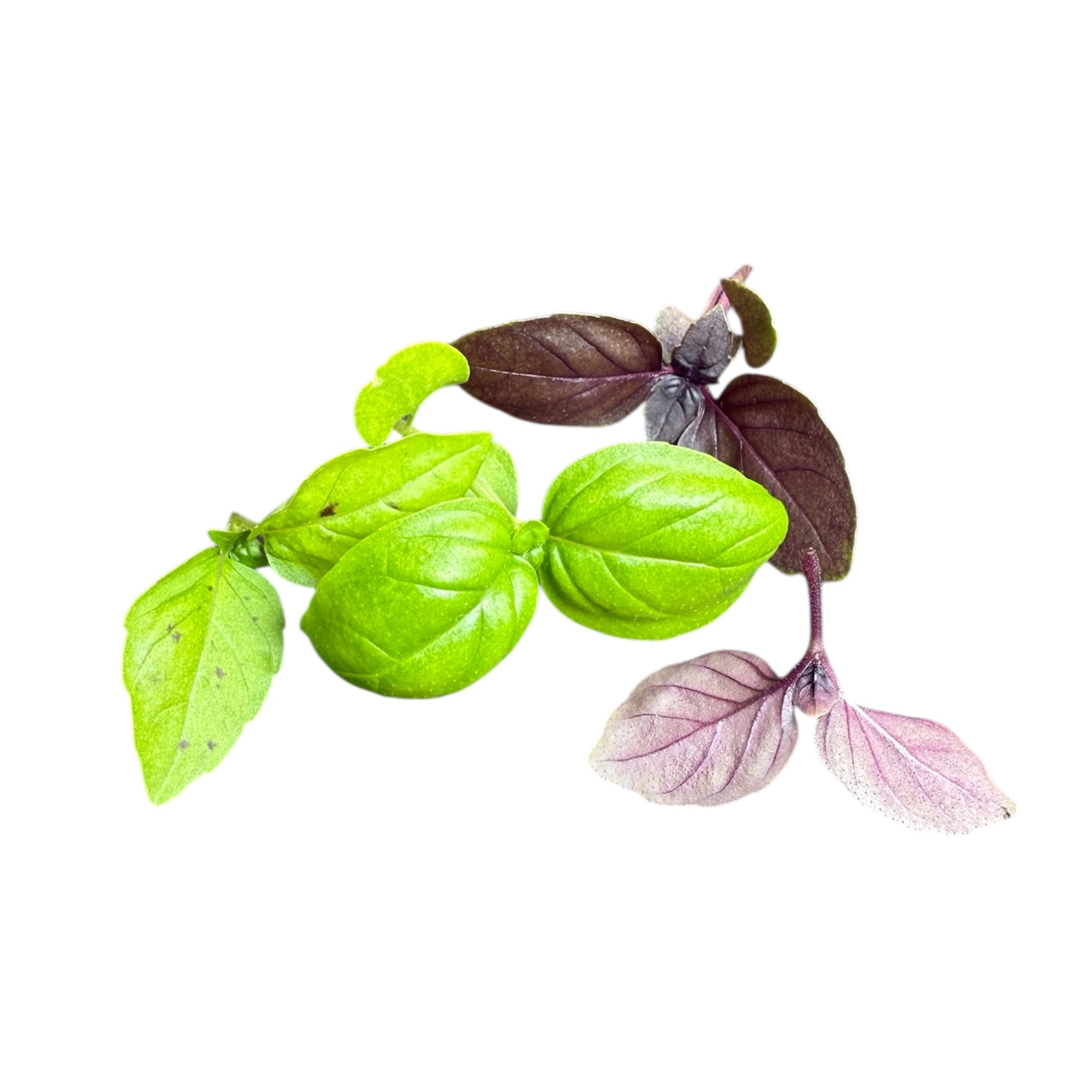 Mixed Basil (Stage 2)