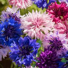 Fleur de bouton de célibataire aux couleurs mélangées