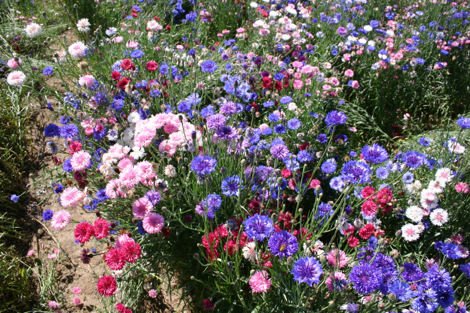Fleur de bouton de célibataire aux couleurs mélangées