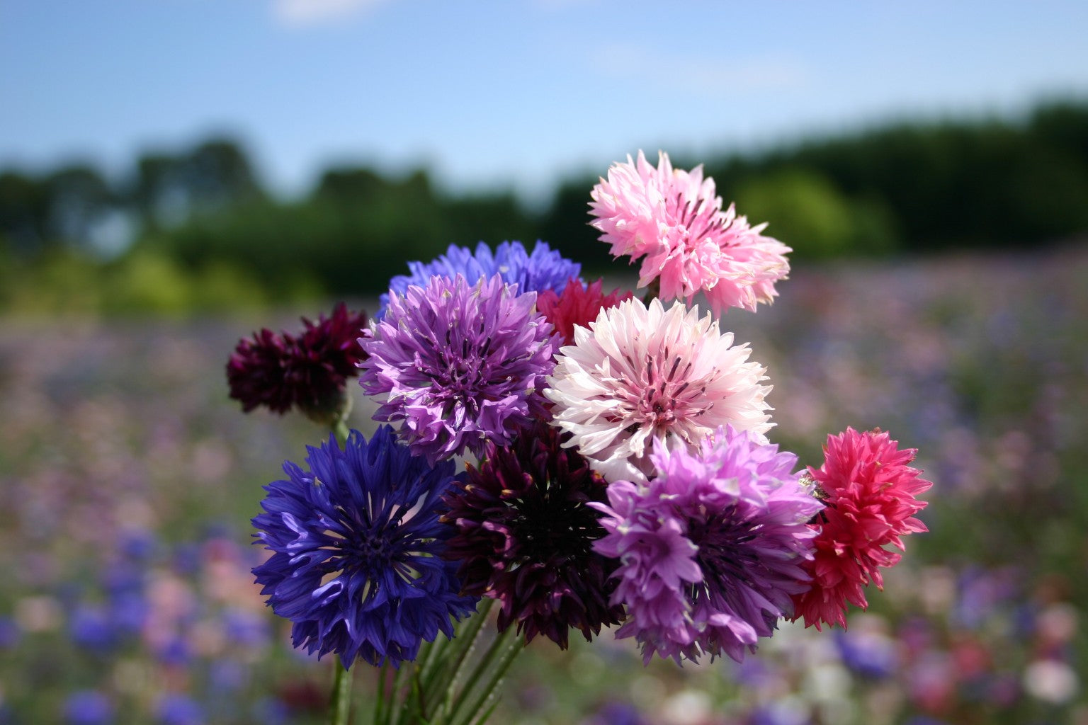 Fleur de bouton de célibataire aux couleurs mélangées