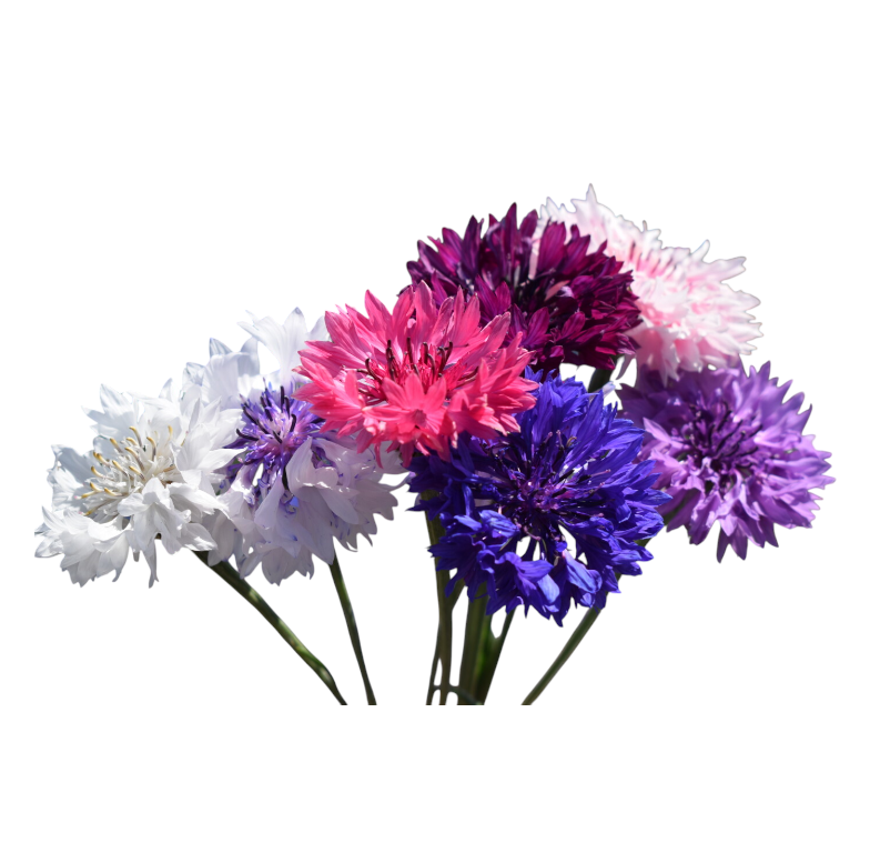Fleur de bouton de célibataire aux couleurs mélangées
