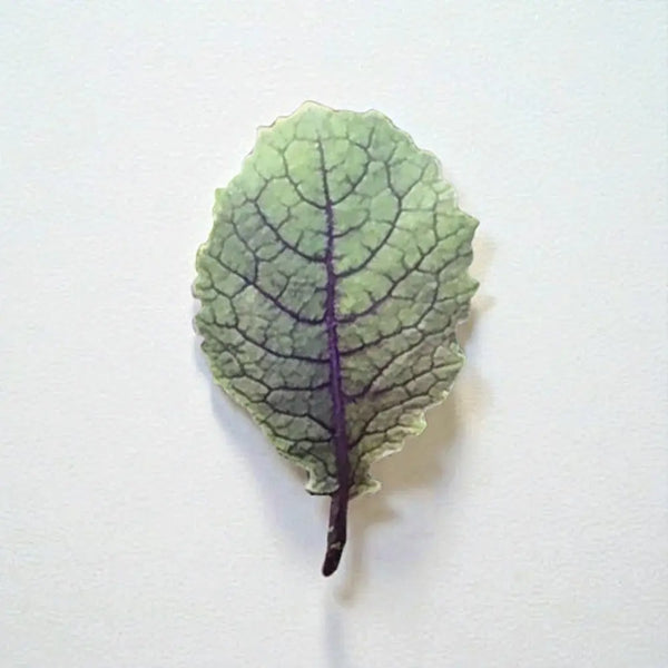 Moonshadow Mustard Green - Casa Verde Seeds