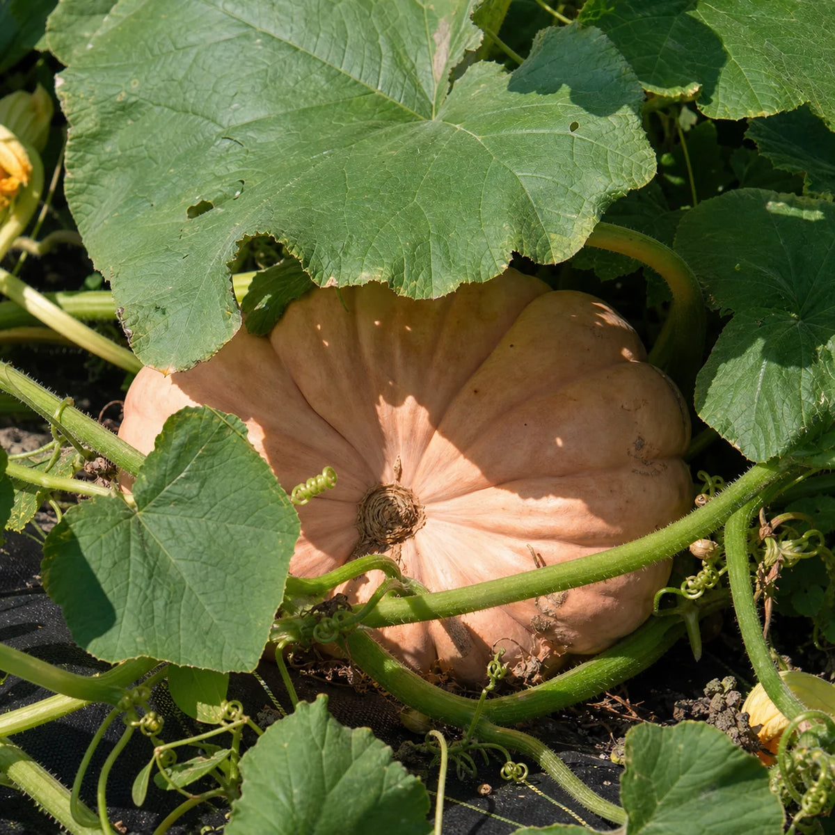 Moranga Portuguese pumpkin growing on vines with pale peach ribbed skin