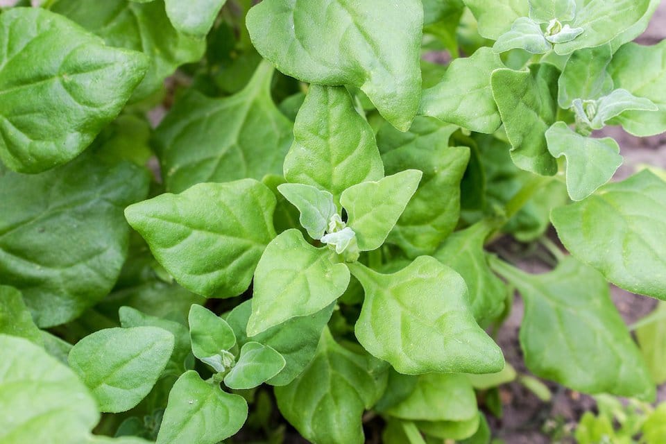 New Zealand Spinach