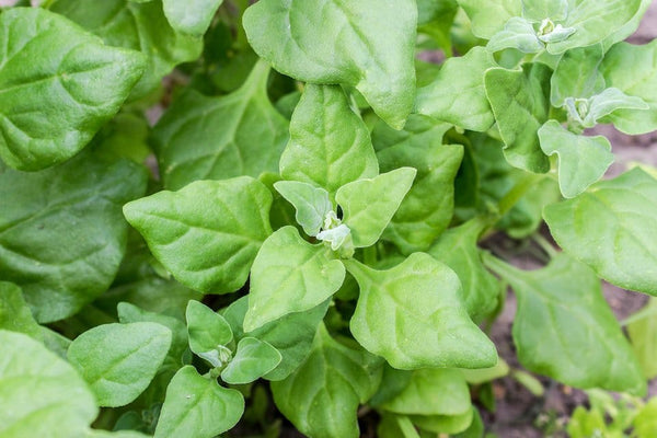 New Zealand Spinach - Casa Verde Seeds