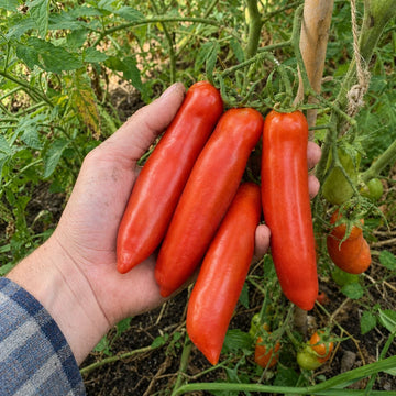 Opalka tomatoes being harvested from a garden vine