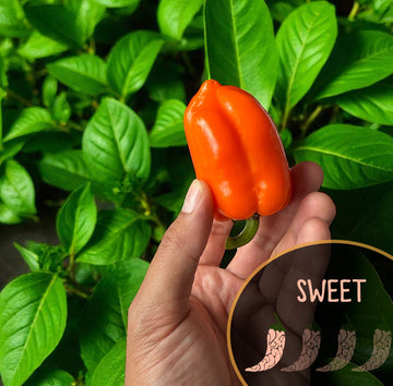 Orange Long Glow Bell Pepper
