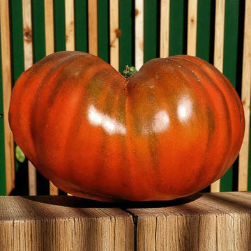 Paul Robeson Tomate
