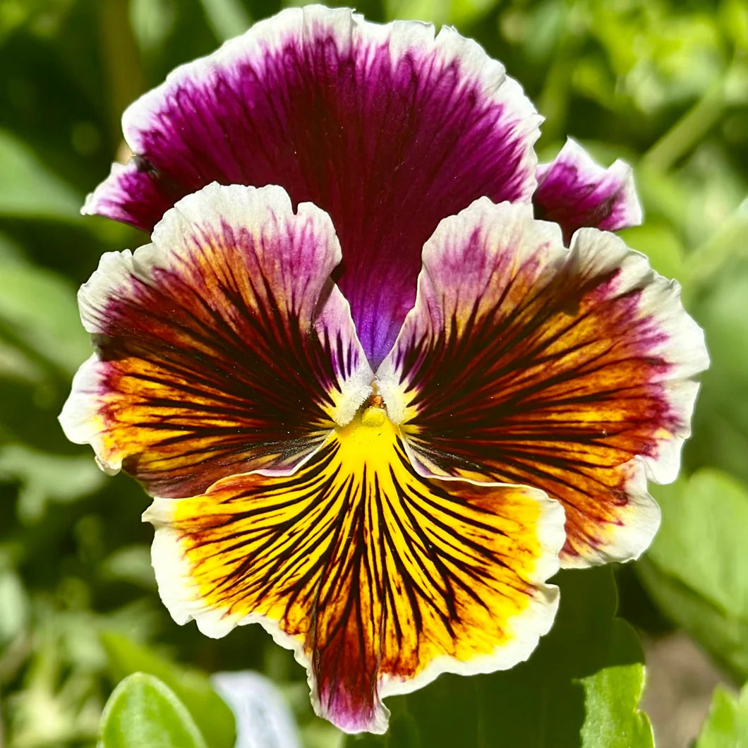 Rococo Frilled Mix F1 Viola x Wittrockiana