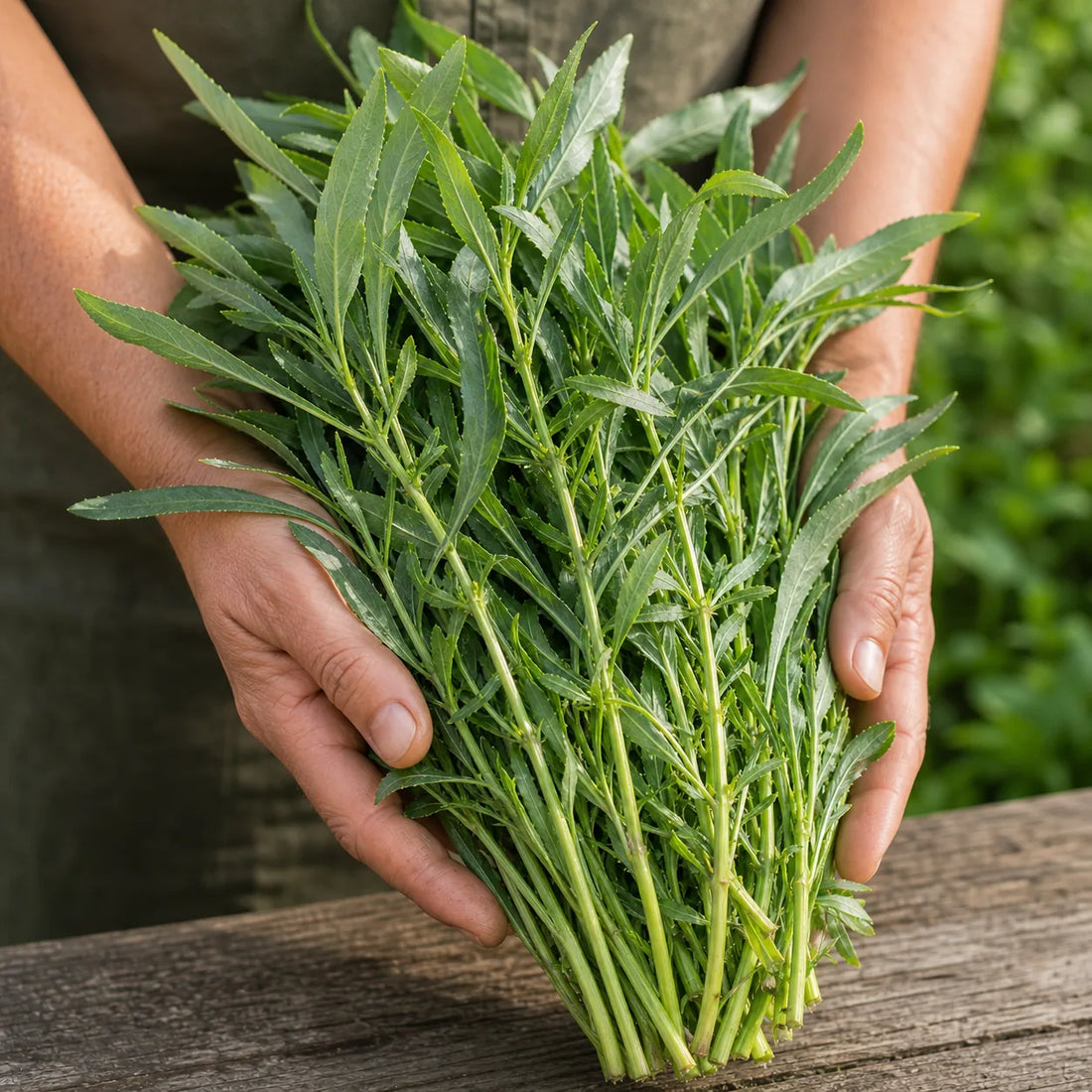 Freshly harvested narrow-leaved papalo bunch held in gardener hands