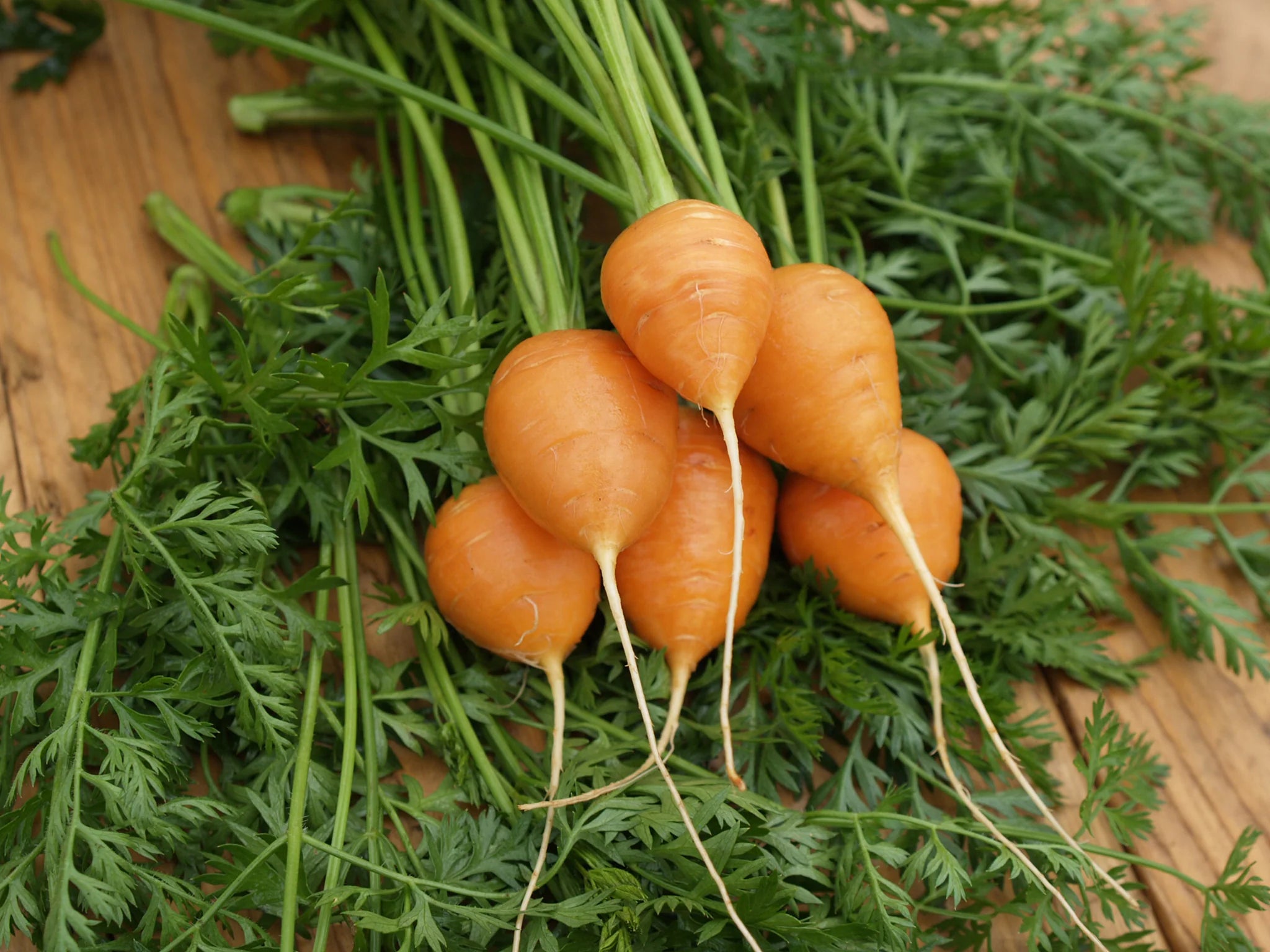 Graines de carottes du marché de Paris