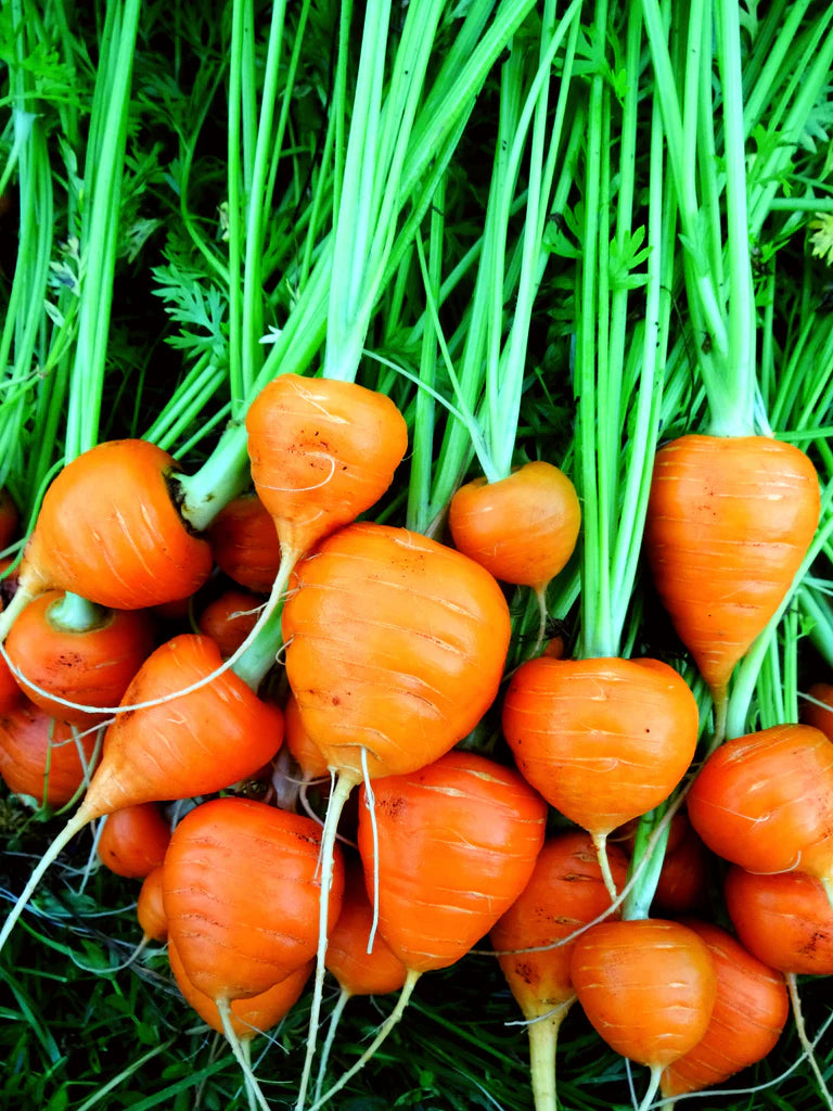 Graines de carottes du marché de Paris
