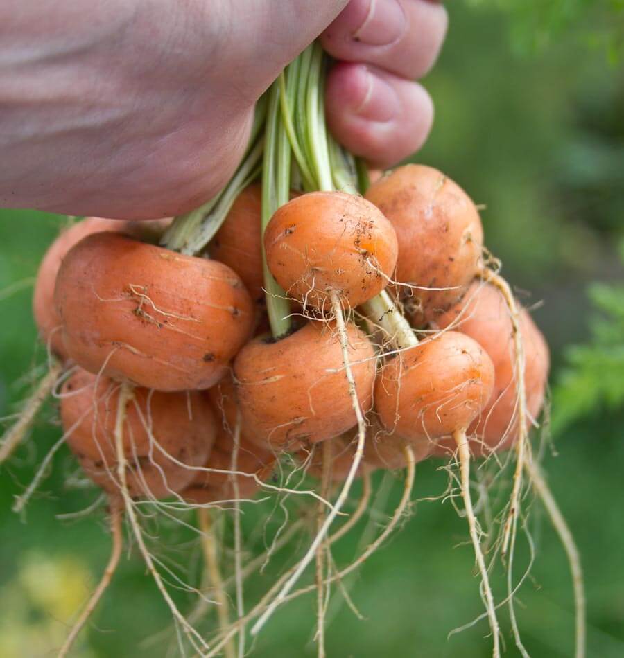 Graines de carottes du marché de Paris