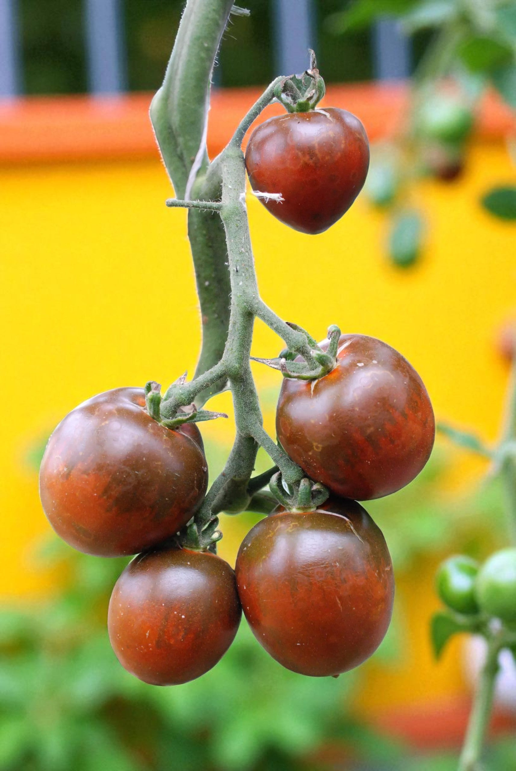 Paul Robeson Tomate