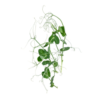 Tendril Peas