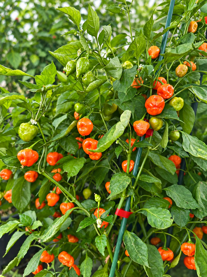 Peppapeach x Brazilian Starfish peppers growing on the plant