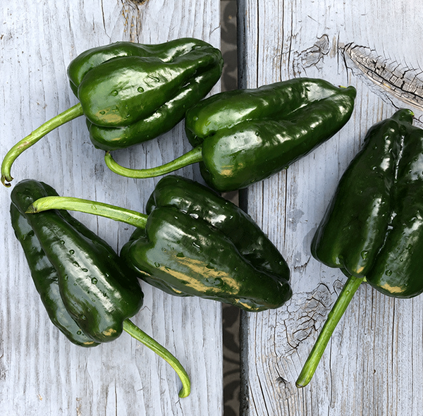 Dark green Poblano peppers on weathered wooden boards; catalogue photograph retouched to remove a cropped heat label.