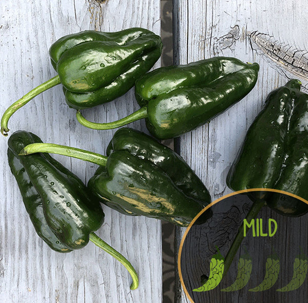 Dark green, broad Poblano peppers on weathered wood with a mild-heat badge