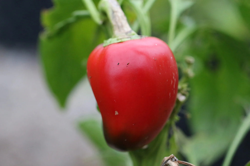 Red portuguese goat heart pepper on a plant with green leaves