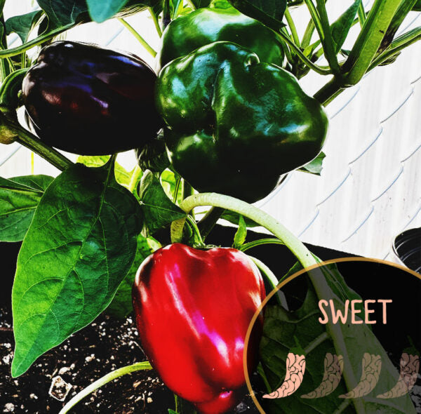 Red, green, portuguese goat heart peppers growing on a plant with 'SWEET' label.
