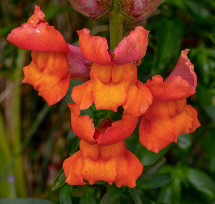 Muflier orange foncé du Potomac