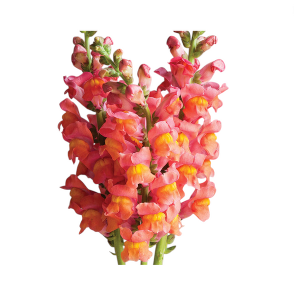 Potomac Dark Orange Snapdragon Seeds - potomac dark orange snapdragon edible flower seeds