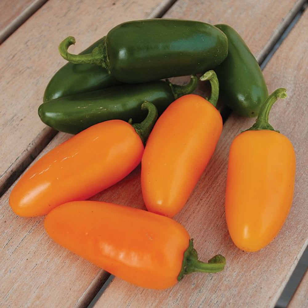 Green and orange Pumpkin Spice Jalaeno peppers on a wooden surface