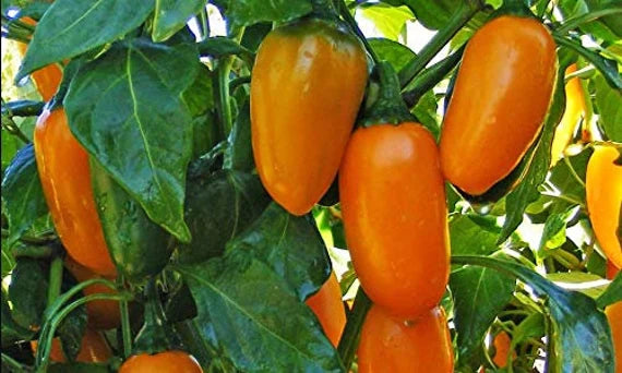 Orange Pumpkin Spice Jalaeno peppers growing on a plant with green leaves.