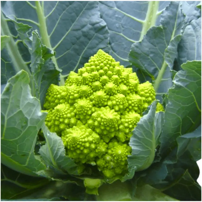 Puntaverde Cauliflower