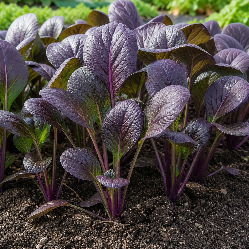 Purple Komatsuna Mustard plants growing in garden soil with upright smooth oval purple leaves