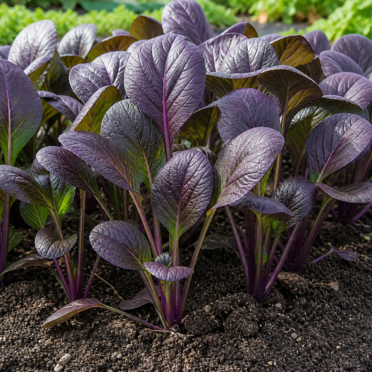 Purple Komatsuna Mustard plants growing in garden soil with upright smooth oval purple leaves
