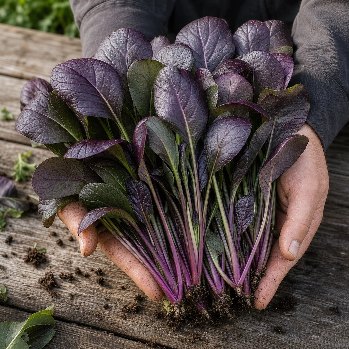 Freshly harvested Purple Komatsuna Mustard leaves with smooth purple foliage and violet stems held in gardener hands