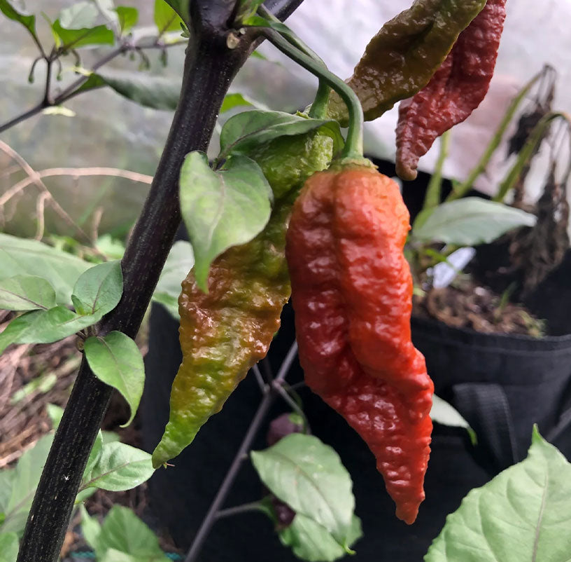 Massacre violet super chaud