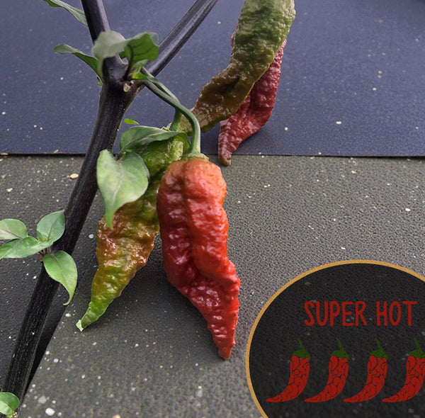Purple Massacre Superhot Seeds - purple massace super hot pepper seeds canada