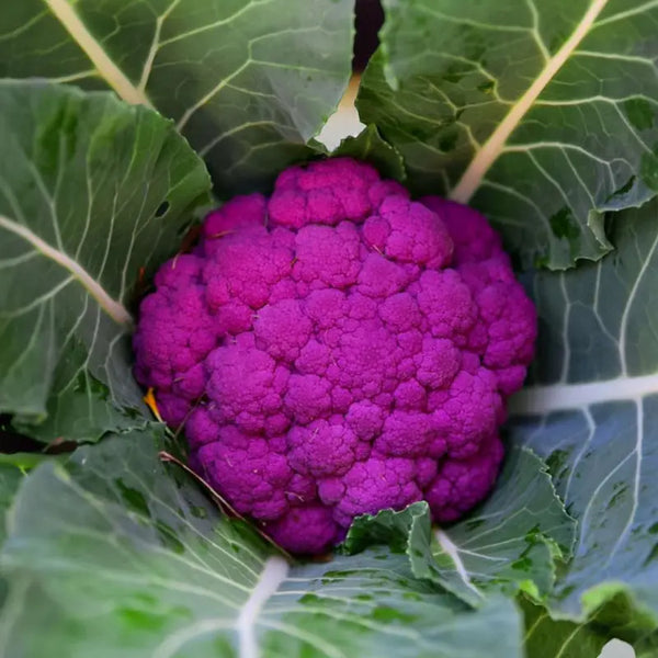 Purple Moon Cauliflower Seeds - purple moon cauliflower culinary seeds