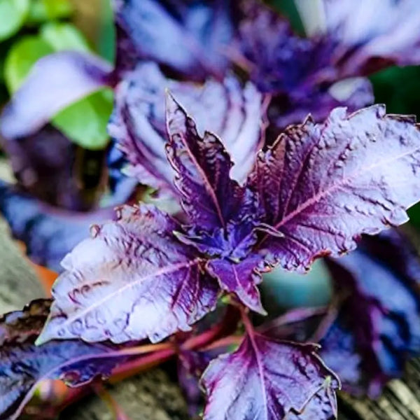Basil: Purple Ruffles Seeds - purple ruffle basil herb seed culinary 2