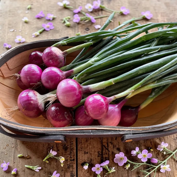 Purplette Mini Onion Seeds - Casa Verde Seeds