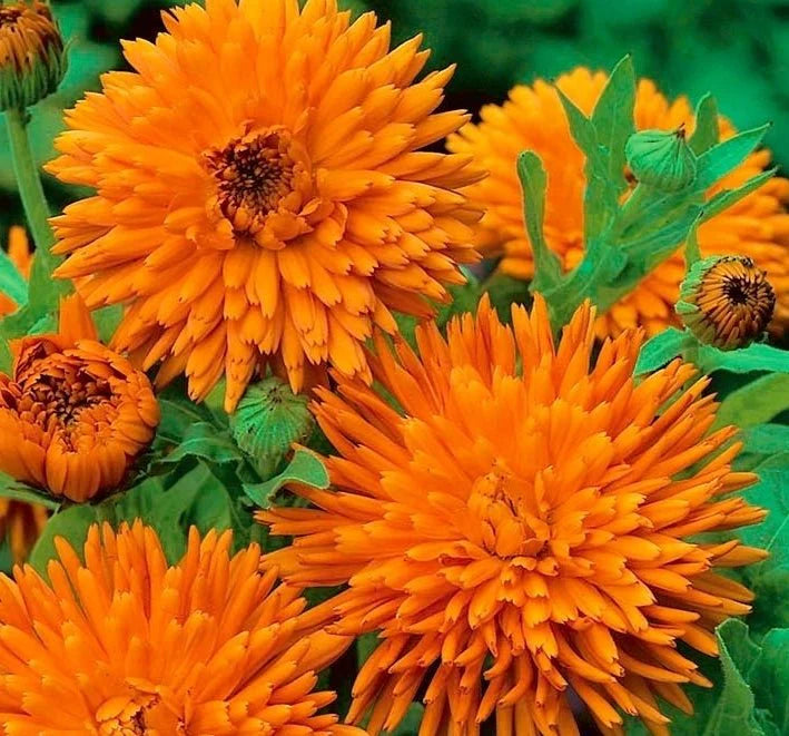 Radio Calendula
