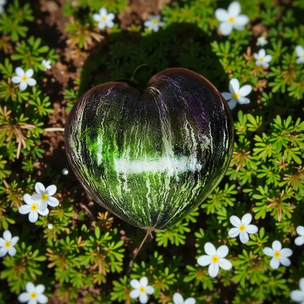 Rebel Starfighter Prime Seeds - rebel starfighter tomato exotic heirloom seeds 3