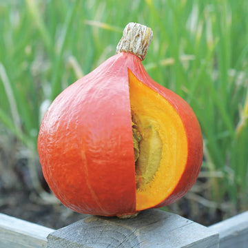 Courge Red Kuri