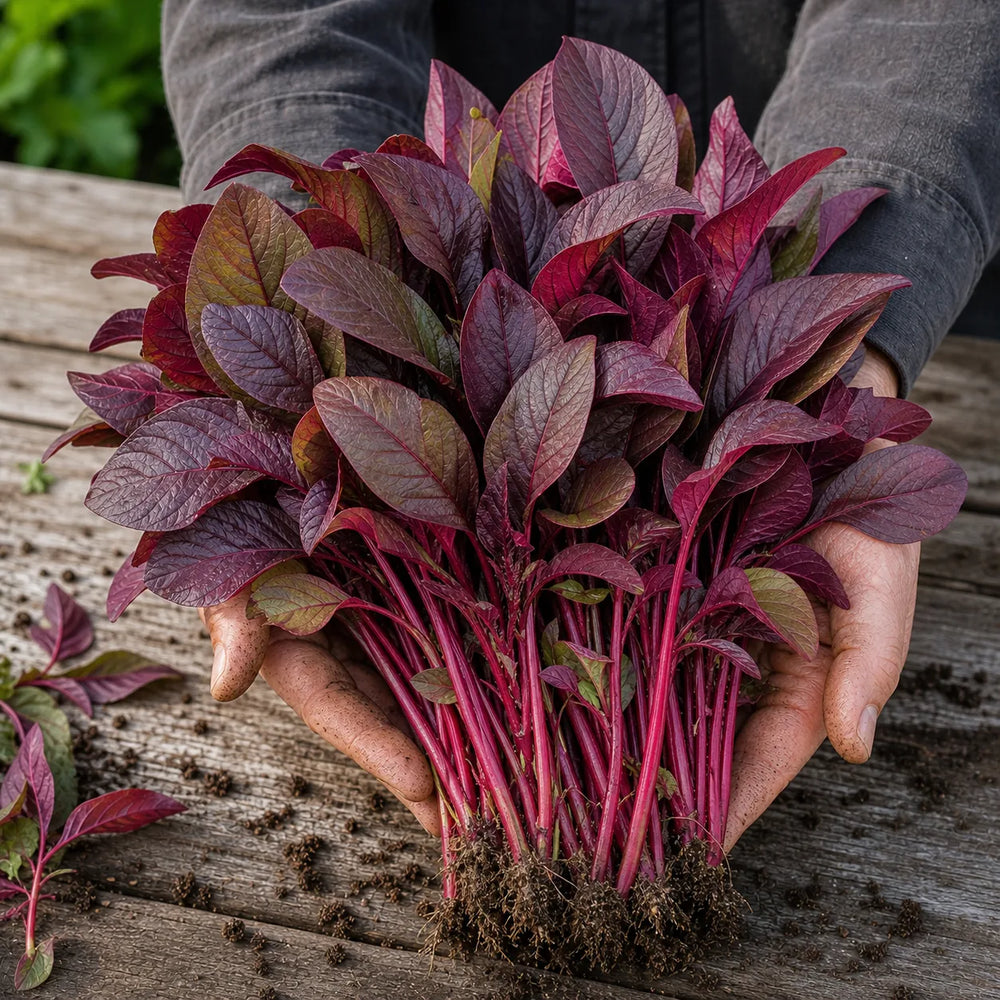 Freshly harvested Red Amaranth with burgundy leaves and red stems held in gardener hands
