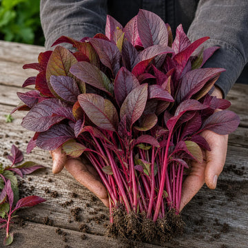 Freshly harvested Red Amaranth with burgundy leaves and red stems held in gardener hands