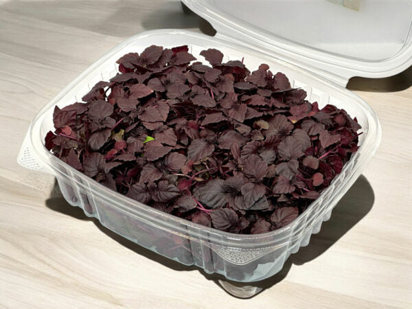 Red Shiso