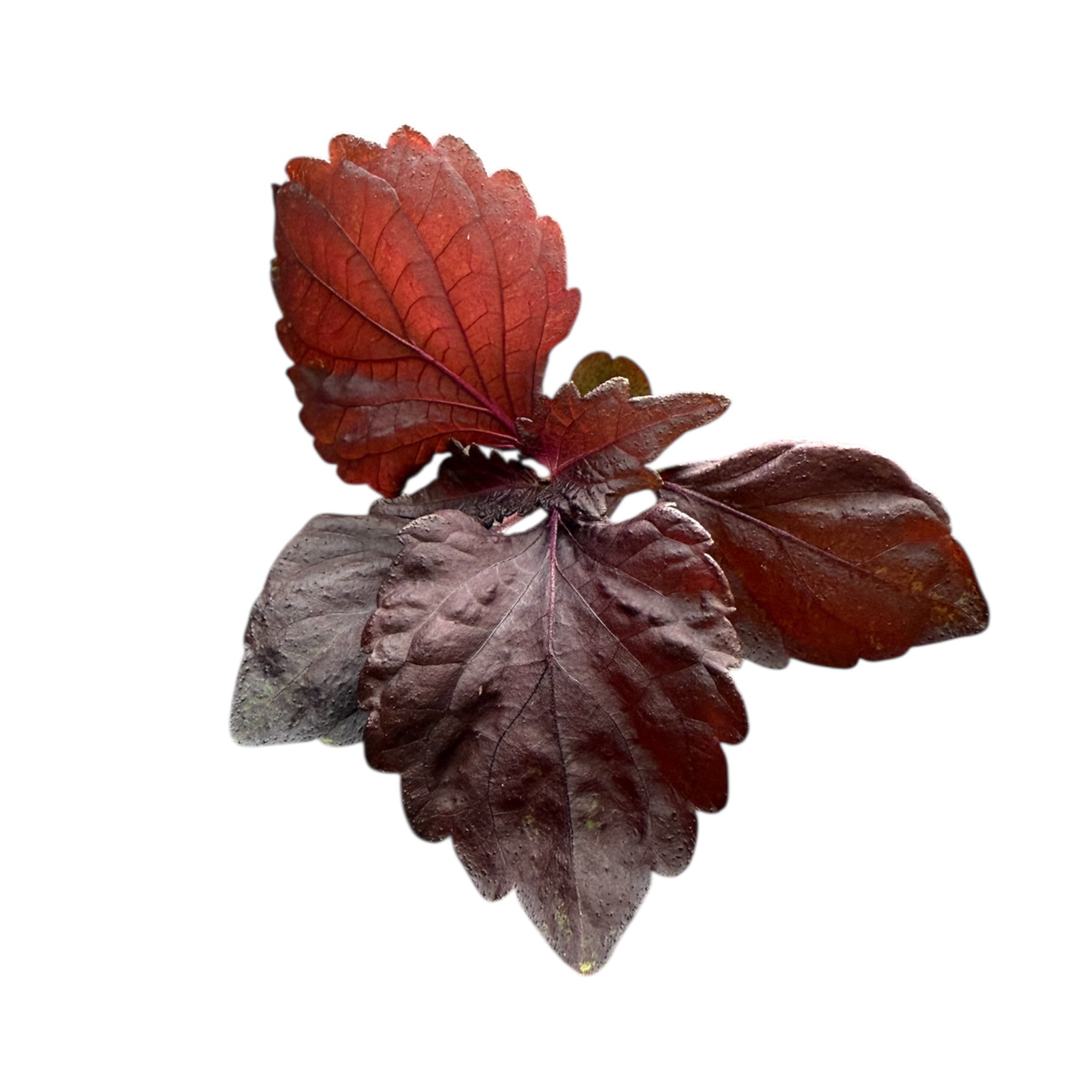 Red Shiso