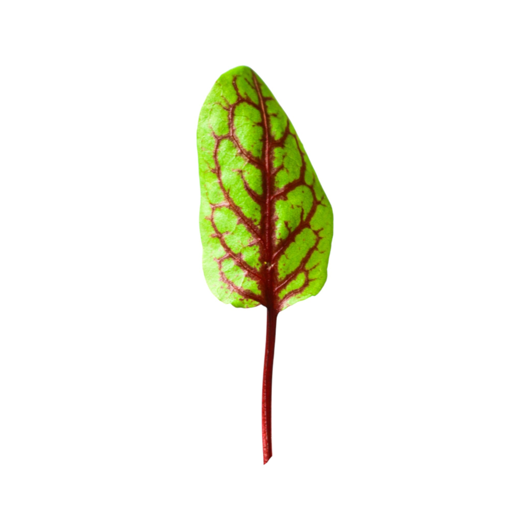 Red Vein Sorrel